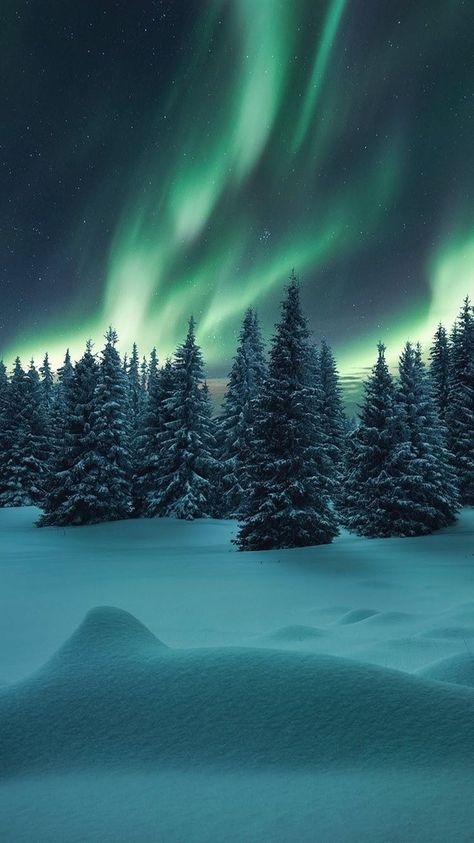 Northern Lights Wallpaper, Northern Lights Photography, Lights Wallpaper, Snow Night, Northern Lights Norway, Aurora Borealis Northern Lights, Image Nature, Forest Trees, Winter Wallpaper