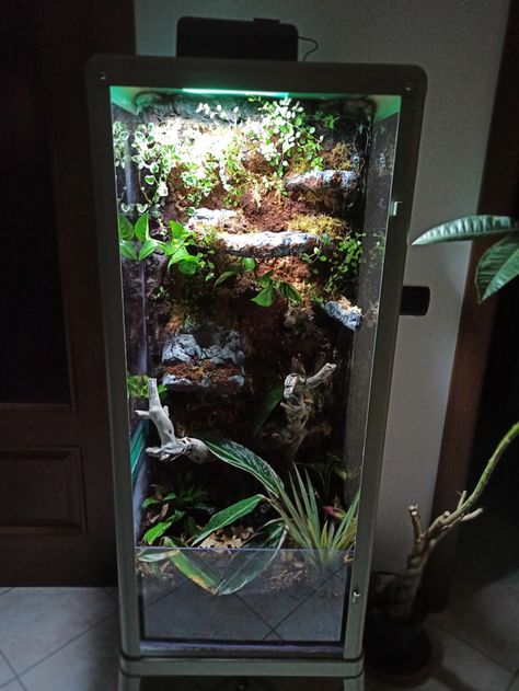 Tropical terrarium from Ikea Fabrikor Ikea Rudsta Terrarium, Ikea Greenhouse Terrarium, Ikea Cabinet Terrarium, Ikea Paludarium, Glass Cabinet Terrarium, Ikea Vivarium, Ikea Terrarium Ideas, Cabinet Terrarium, Ikea Terrarium