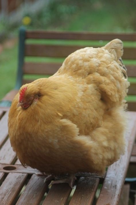 "It's just one big chicken!" @Mallorie Chargois @Kaylor Shumaker @Kaleigh Chargois @Callie Blakeley Fat Animals, Fluffy Chicken, Buff Orpington, Fat Bird, Biggest Chicken, Cute Chickens, Chickens And Roosters, Pet Chickens, Raising Chickens