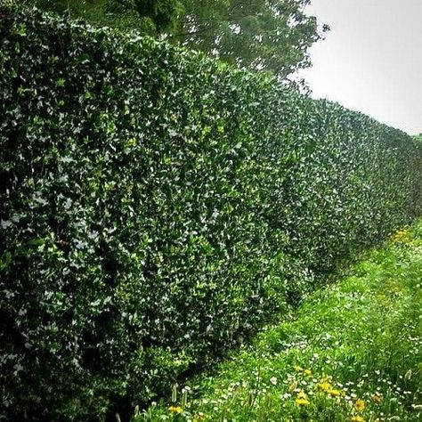 23 Plants You Can Grow Instead of a Fence for Privacy & Lush Green Look Fence Border, Fast Growing Shrubs, Leyland Cypress, Ficus Benjamina, Green Fence, Rustic Fence, Privacy Landscaping, Living Fence, Fence Styles