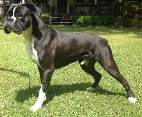 Beautiful Reverse Brindle Boxer.  We had two. One with a white blaze and white socks & her granddaughter who was a flashy reverse brindle. They were beautiful! ch Reverse Brindle Boxer, Black Boxers, Boxer Dogs Facts, Brindle Boxer, Boxer Dogs Funny, All Dog Breeds, Boxer And Baby, Cesar Millan, Boxer (dog)