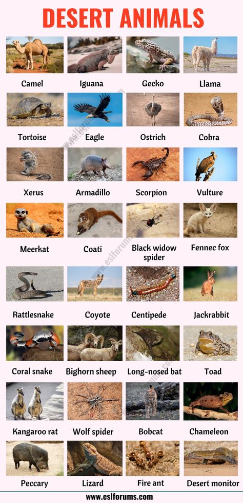 Desert Animals: List of 35+ Best Animals that Live in the Desert with ESL Picture - ESL Forums Animals Of The Desert, Desert Animals Preschool, Animals In Desert, Desert Animals Activities, Desert Names, Desert Animal Art, Addax Antelope, Animals Name With Picture, Dessert Animals