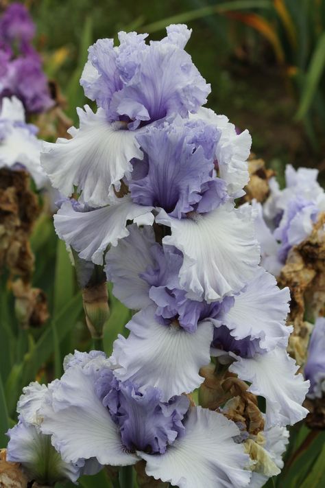 Irises forum: Your Favorite Blyth Irises? - Garden.org Iris Flowers Garden, Iris Garden, Nothing But Flowers, Moon Garden, Flower Therapy, Flower Names, Bearded Iris, Iris Flowers, Birth Month Flowers