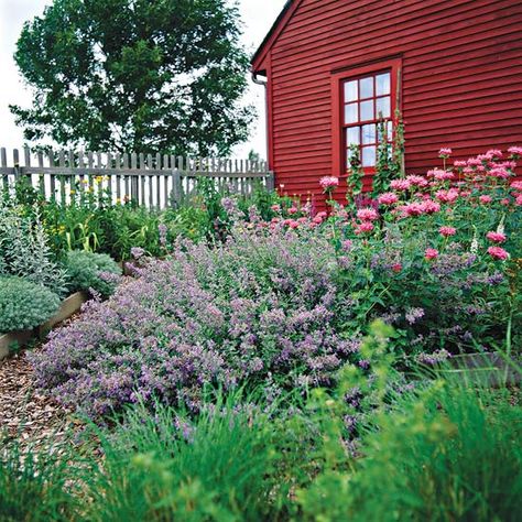 Milkweed Rustic Garden Lighting, Rabbit Resistant Plants, Drought Tolerant Garden, Deer Resistant Plants, Have Inspiration, Backyard Garden Design, Red House, Budget Backyard, Garden Care