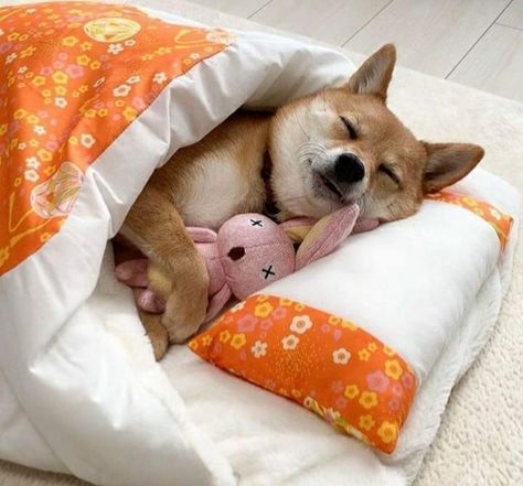 #aesthetic #dogs #cutepuppy #cute #cutie #ilovedogs #love #bff #sleep #sleepy #funny #funniest #lovely #animals #animallovers #pets #petlovers #puppy #puppies #doll #pinterest #dream Sleepy Funny, Shiba Inu Mix, Japanese Dog Breeds, Aesthetic Dogs, Akita Puppies, Sleepy Dogs, Japanese Dogs, Shiba Inu Dog, Puppies And Kitties