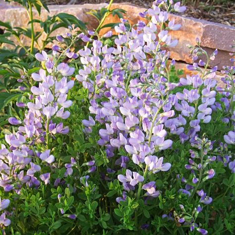 baptisia-australis-minor-dd238b74 Baptisia Plant, False Indigo, Beach House Garden, Baptisia Australis, Purple Clematis, Wild Indigo, Plant Encyclopedia, Plant Zones, Native Plant Gardening