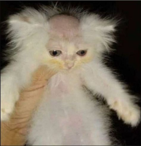 bald kitty Ugly Cat, Scary Cat, Scary Animals, Funny Animal Photos, Silly Cats Pictures, Cat Icon, Silly Animals, Funny Cat Pictures, Silly Cats