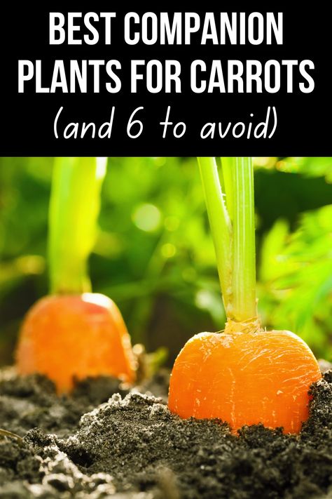 What To Plant With Carrots, Carrots Planting Growing, How To Grow Carrots In A Pot, Growing Carrots From Carrot Tops, Companion Planting Carrots, Carrot Companion Planting, Planting Carrots Cornstarch, Companion Plants For Carrots, Carrot Planting Tips