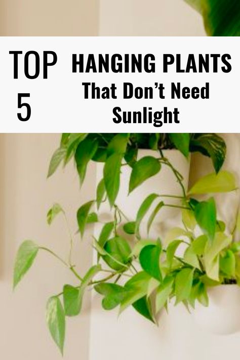 Are you looking to add some greenery to your indoor space? Hanging plants is an excellent option, especially with limited floor space. But what if your home doesn’t receive a lot of natural sunlight? Don’t worry! Plenty of low-light indoor hanging plants can thrive in indirect or artificial lighting conditions. Yep! you read that right; not all plants need bright light to survive! Best Plants For Bedroom Low Lights, Best Indoor Hanging Plants For Low Light, Plants That Don’t Need A Lot Of Light, Plants That Don’t Need Light, Low Light Trailing House Plants, Low Light Vine Plants Indoor, Low Light Plants Indoor Bedroom, Plants That Dont Need Sunlight Indoor, Medium Light Plants Indoor