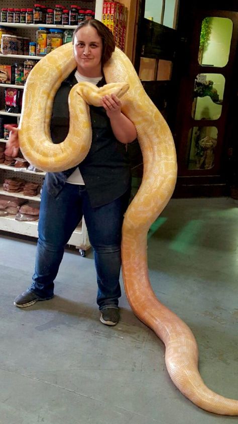 Kristal posing with our huge Albino Burmese Python (Python bivittatus) #igotthis Python Royal, Terrifying Stories, Burmese Python, Cool Snakes, Giant Snake, Pretty Snakes, Albino Animals, Snake Lovers, Cute Reptiles