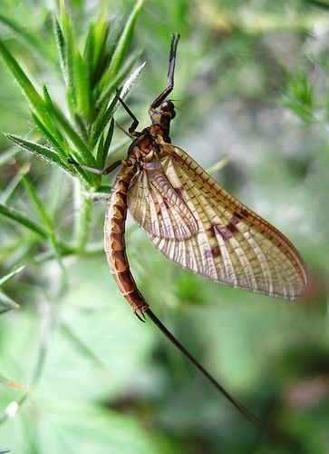 May Fly Tattoo, Trout Fishing Gear, Tenkara Fly, Aquatic Insects, Caddis Flies, Fly Fishing Art, Trout Fishing Tips, Mayfly, A Bug's Life