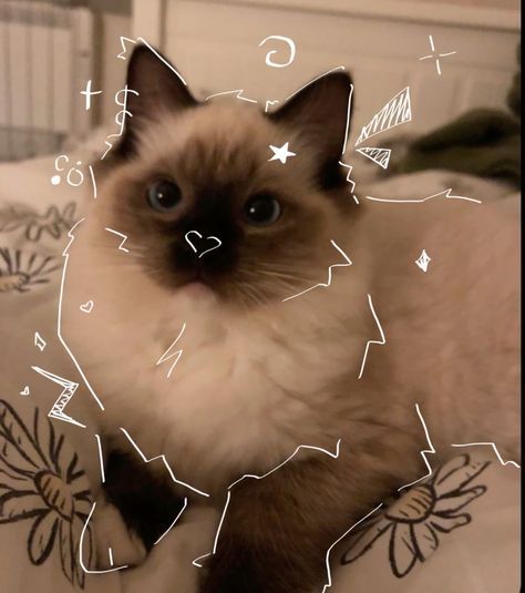 Cute Pfps For Instagram, Cutecore Cat, Cute Kitten Pfp, Cat Widget, Cat Aesthetic Cute, Cute Kitten Pics, Cutecore Aesthetic, Photography Simple, Funny Looking Cats