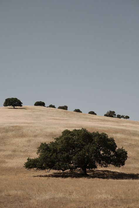 Soft Landscape, California Hills, Golden Field, Minimal Landscape, Short Hills, Golden Hill, California Landscape, Central California, Wood Siding