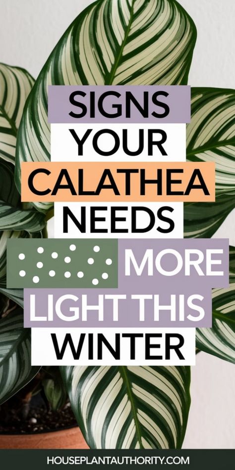 Signs your Calathea needs more light this winter, with a background of Calathea leaves. Calathea Lutea, Calathea Plant Care, Calathea Lancifolia, Houseplant Decor, Calathea Plant, Plant Care Tips, Plant Guide, Small Leaf, Plant Needs