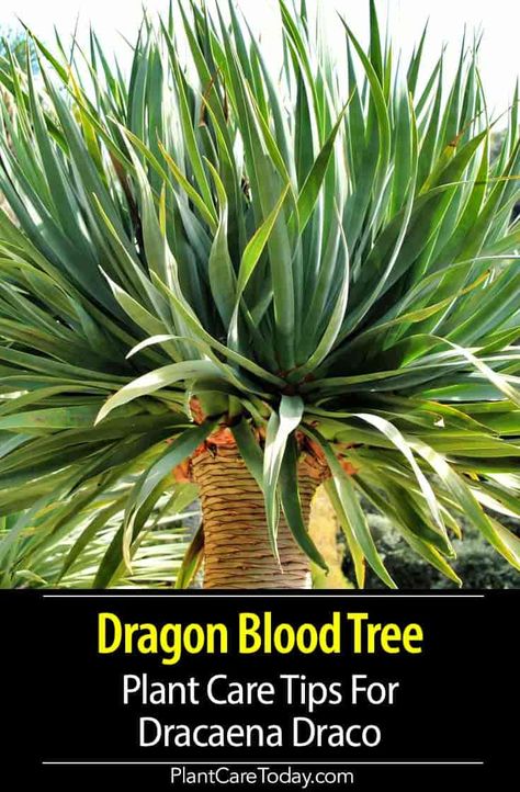 Dracaena draco (dragon tree) able to survive long periods of drought, make excellent potted specimen when small, need a large pot [DETAILS Tree Fairies, Dragon Tree Plant, Dracaena Draco, Indoor Gardening Supplies, Dragon Blood Tree, Diy Container Gardening, Dracaena Plant, Growing Bulbs, Dragon Tree