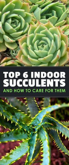 Indoor succulents are taking the gardening world by storm. Learn how to care for indoor succulents as well as six of the best ones to try in your home. Growing Food Indoors, Indoor Succulents, Succulent Garden Indoor, Indoor Vegetable Gardening, Succulent Garden Diy, Propagating Succulents, Growing Succulents, Succulent Gardening, Succulent Care