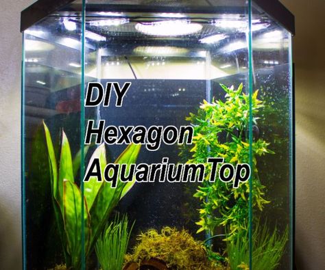 DIY Aquarium Ideas - Hexagon Aquarium Top - Cool and Easy Decorations for Tank Aquariums, Mason Jar, Wall and Stand Projects for Fish - Creative Background Ideas - Fun Tutorials for Kids to Make With Plants and Decor - Best Home Decor and Crafts by DIY JOY http://diyjoy.com/diy-aquariums Hexagon Fish Tank, Hexagon Aquarium, Whites Tree Frog, Plastic Company, Diy Fish Tank, Diy Aquarium, Diy Tank, Aquarium Stand, Diy Led