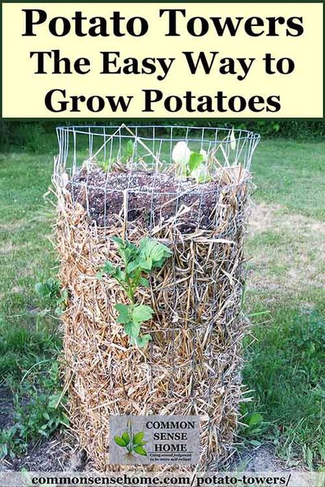 How to BUILD a Potato Tower - Home Garden DIY Potato Towers, Potato Tower, Container Potatoes, Farming Ideas, Grow Potatoes, Straw Bales, Tower Garden, Growing Potatoes, Green Stuff