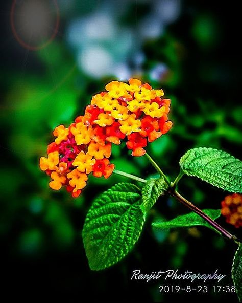 Common Lantana, Lantana Flower, Lantana Camara, Mobile Photography, Flowers Photography, Green Yellow, Yellow, Plants, Flowers