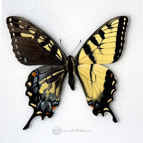 😲 Check out this super rare Papilio glaucus mosaic gynandromorph! What you see here is a butterfly specimen that displays both male (right side) and female (left side) characteristics. 🦋 Over 2,500 species of butterflies, moths, beetles, and more! 🦗 Free shipping & wholesale discounts 🪲 Shop now at www.BicBugs.com 🔗 Species shown here: https://bicbugs.com/?s=glaucus #rare #butterfly #science #entomology #naturalhistory #oddities #bugs #bicbugs Intersex Butterfly, Gynandromorph Moth, Gynandromorph Butterfly, Rare Butterfly, Butterfly Science, Comic Ideas, Butterfly Species, Art Details, Swallowtail Butterfly