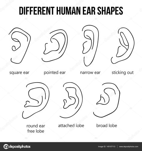 Ear Shapes Jacob's Ladder Piercing, Ear Shapes, Piercings Chart, Different Ear Piercings, Ink Link, Ear Piercings Chart, Shape Chart, Piercing Chart, Types Of Ear Piercings