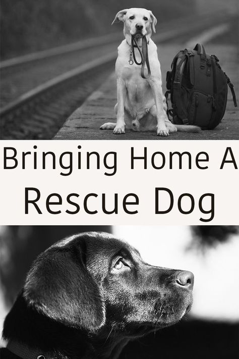 How to get your rescue dog off to a great start in his new life as a member of your family. A full guide to your rescue Lab with practical tips and help. Dog Minding, Dachshund Funny, Easiest Dogs To Train, Rottweiler Puppies, Rescue Dog, Older Dogs, Cat Training, Obedience Training, Dog Obedience