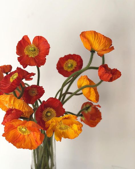 Poppy Flower Bouquet, Flowers Poppy, Poppy Bouquet, Orange Poppies, Wild Bunch, The Wild Bunch, Orange Bouquets, Orange Wedding Flowers, Poppies Tattoo