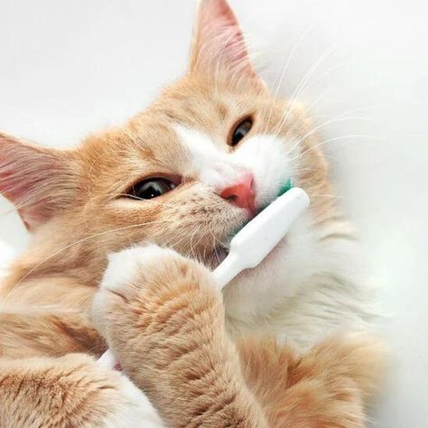 cat dental care, cat teeth cleaning near me Cat Brushing Teeth, Pet Dental Health Month, Good Morning Cat, Pet Dental Care, Sick Cat, Morning Cat, Oral Care Routine, Chinchillas, Cat Health