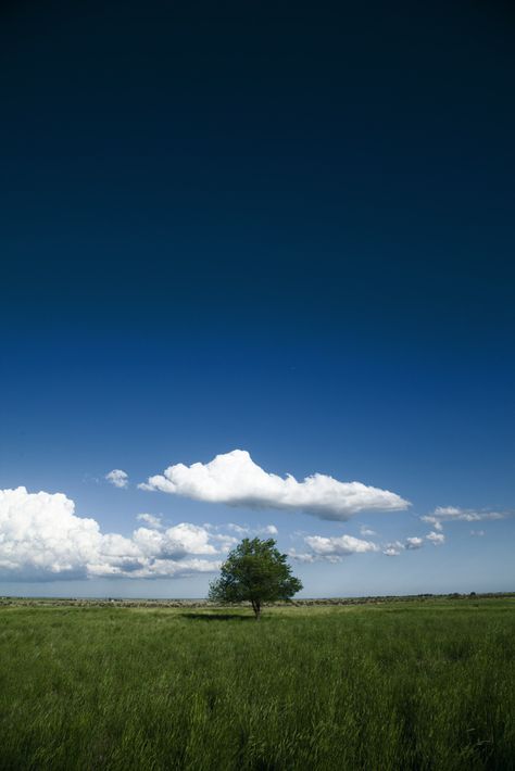 Single Tree Photography, Big Trees, Lone Tree, Grass Field, Silly Cats Pictures, Tree Photography, Big Tree, Creative Lighting, Photo Tree