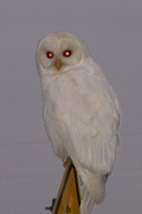 Albino Owl Bird Sanctuary, Albino Animals, World Birds, Barred Owl, White Owl, Pretty Animals, Snowy Owl, Goldfinch, Great White