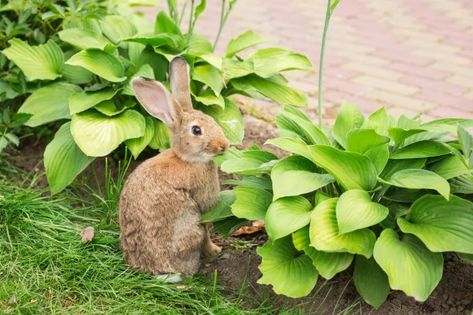 How to Keep Rabbits from Eating Hostas? | 4 Amazing Methods! 1 Rabbit Deterrent, Transplant Hostas, Hosta Care, Short Fence, Compost Bin Diy, Gardening Tricks, Flowering Perennials, Cute Rabbits, Hosta Plants