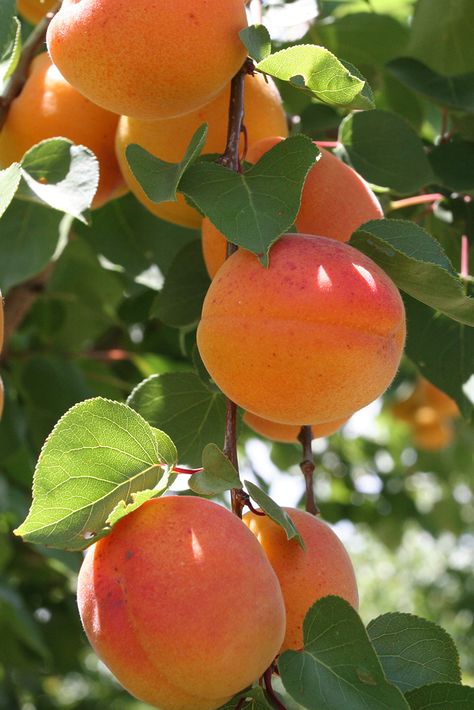 Tropical Fruit Photography, Fruits Garden, Fruits And Vegetables Pictures, Apricot Fruit, Vegetable Pictures, Apricot Tree, Peach Fruit, Hilarious Photos, Fruit Photography