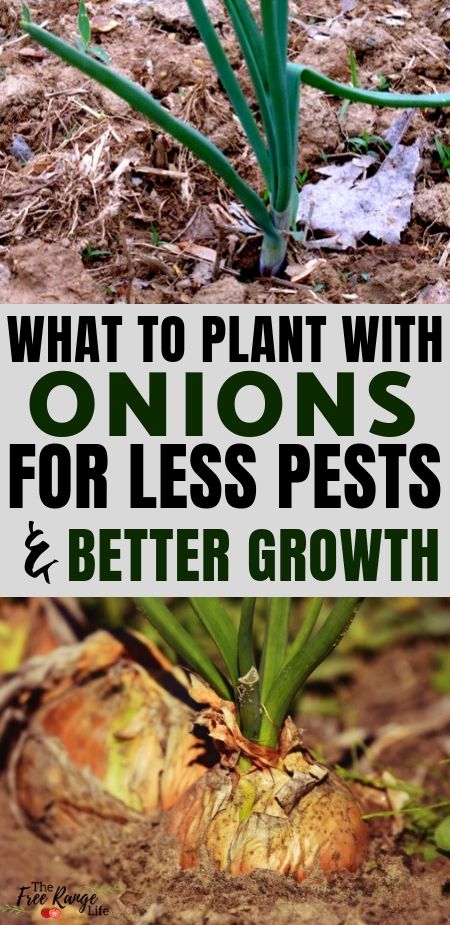 Onion Companion Plants, Vegetable Gardening Ideas, Plants Guide, Companion Plants, Vegetable Gardening, Gardening Ideas, Onions, Plants