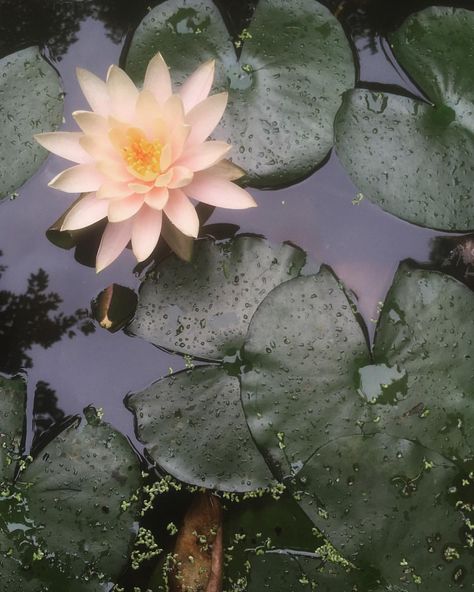 First lotus (or perhaps lotus-like? An expert on lotus botany I am not) flower of the holiday. Rebirth Flower, Lotis Flower, Lotus Flower Aesthetic, Lotus Flower Buddhism, Lotus Aesthetic, Lotus Eaters, Flower Of Love, Flowers Lotus, The Lotus Flower