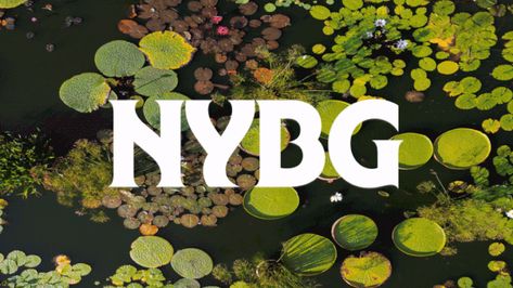 Tickets & Hours | New York Botanical Garden New York Botanical Garden, American Garden, Native Plant Gardening, Orchid Arrangements, Plant Information, Gardening 101, Plant Science, Certificate Programs, School Garden