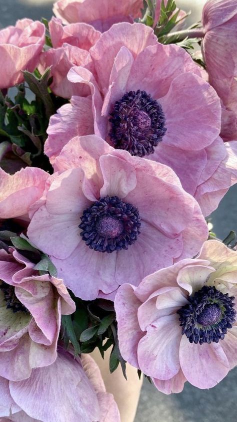 Anemone Flower, Deco Floral, Arte Floral, Flower Farm, Beautiful Blooms, Flower Photos, Flower Pictures, Anemone, Love Flowers