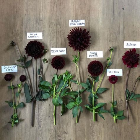 Julie (@dahliasbyjulie) • Instagram photos and videos Black Dahlia Flower, Pretty Flower Names, Dalia Flower, Goth Garden, Gothic Garden, Succulent Garden Diy, Plants Are Friends, Black Dahlia, Prom Flowers