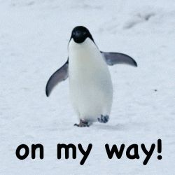 Confused Reaction Pic Emoji, Penguin Gif, Help Gif, Mood Gif, Penguin Wallpaper, Running Gif, Penguins Funny, Cute Funny Cartoons, Cute Penguin