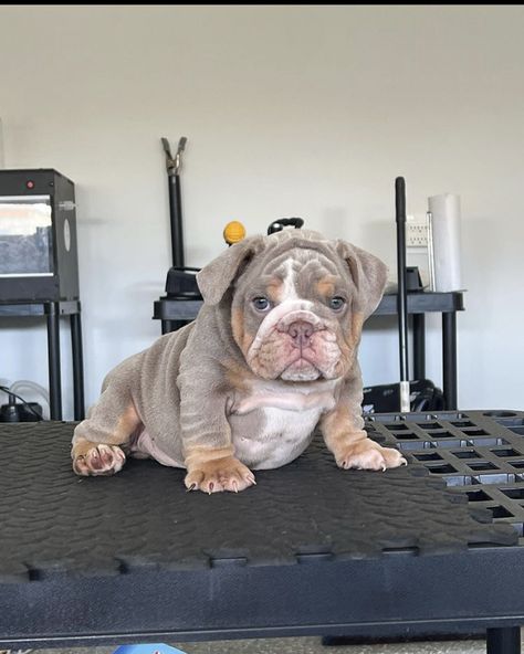 English Bulldog For Sale, Mini Bulldog, Olde English Bulldogge, English Dogs, Cute Bulldog Puppies, Cute Dogs Images, Dog Mommy, Bulldog Puppies For Sale, Puppy Art