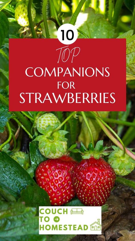 Strawberry Companion Plants Growing Strawberry Plants, Planting Strawberries, Strawberry Companion Plants, Strawberry Bush, Companion Planting Guide, Strawberries In Containers, Strawberry Beds, Companion Planting Vegetables, Companion Gardening