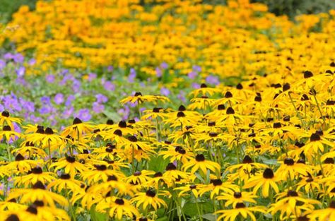 Goldsturm Rudbeckia, North Carolina Gardening, Rudbeckia Goldsturm, Orange Coneflower, Rudbeckia Fulgida, Native Plant Landscape, Swamp Milkweed, Asclepias Tuberosa, Sweet Flowers