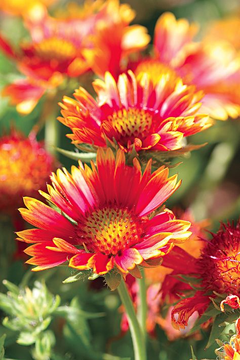 Blanket Flower White Perennial Flowers, Tall Perennial Flowers, Furniture Top View, Hardy Hibiscus, Aesthetic Header, Blanket Flower, Perennial Bulbs, Southern Garden, Best Perennials