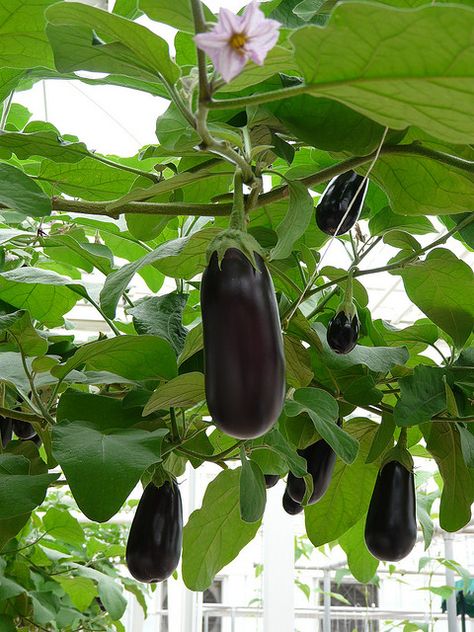 eggplant tree Eggplant Tree, Fruit Tree Garden, Trini Food, Outside Plants, Vegetable Plants, Planting Vegetables, Organic Vegetables, Herb Garden, Fruit Trees