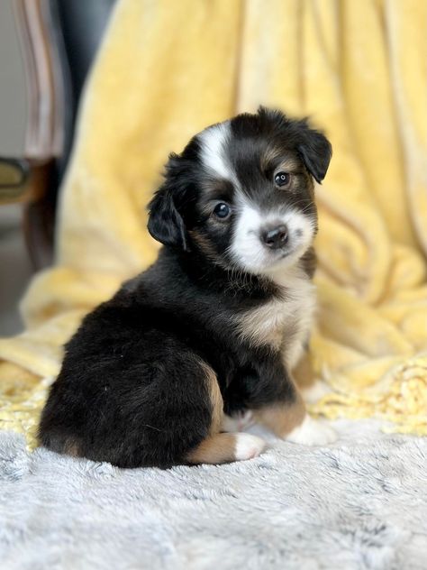 Aussie Puppies For Sale, Mini Aussie Puppy, Aussie Puppy, Aussie Puppies, Mini Aussie, Aussie Dogs, Cute Dogs And Puppies, Australian Shepherd, Hi There