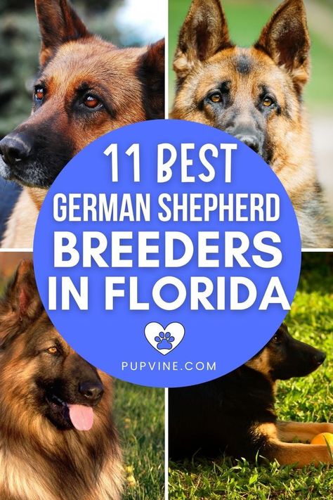 German Shepherd breeders in Florida are one of the best locations to find your new dog. This is what you need to know. German Shepherd Breeders, New Dog, Dog Breeder, Best Location, German Shepherd, Adoption, Need To Know, Florida, Dogs