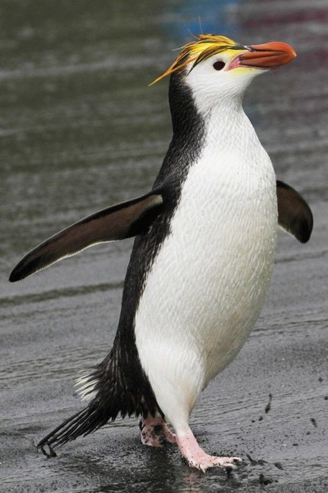 Eudyptes schlegeli, Royal Penguin. The largest crested penguin, with a diagnostic whitish face. Only breeds on Macquarie Island; occasionally seen off of New Zealand’s subantarctic islands. Note bright yellow, orange, and black plumes. Easily distinguished from Macaroni Penguin by whitish face, and from Chinstrap Penguin by crests. Like most seabirds they are colonial, nesting in scrapes on the ground up to a mile inland. They feed on krill, small fish, and small amounts of squid. Royal Penguin, Macaroni Penguin, Galapagos Penguin, Humboldt Penguin, Marine Life Art, Chinstrap Penguin, Penguin Images, Penguin Pictures, Penguin Species