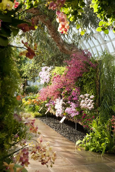 Petal Arrangements ✿ڿڰۣ-- Orchid Show, Different Types Of Flowers, Orchids Garden, Orchid Arrangements, Vertical Gardens, Secret Gardens, Greenhouse Gardening, Tropical Garden, Types Of Flowers