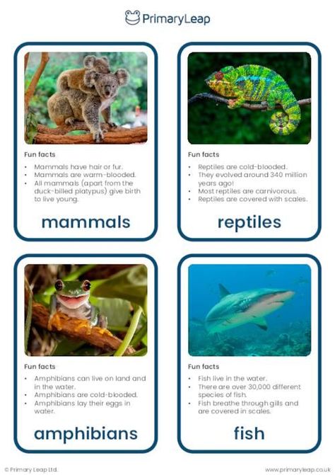 This set of flashcards includes colourful photographs of vertebrates that include mammals, birds, fish, amphibians, and reptiles. Each flashcard also includes some fun facts for children to learn about different groups of vertebrates. Food For Energy, Reptiles Activities, Food Chain Worksheet, Science Food, Vertebrates And Invertebrates, Geography For Kids, Montessori Lessons, Fun Facts About Animals, Matter Science