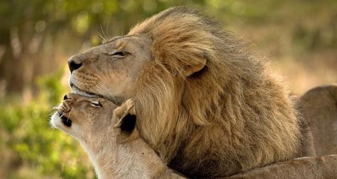 20 Animal Couples That Prove Love Does Exist Lion Artwork, Lion And Lioness, Lion Love, Lion Pictures, Big Animals, Cheetahs, Animal Planet, In The Wild, Animal Photo