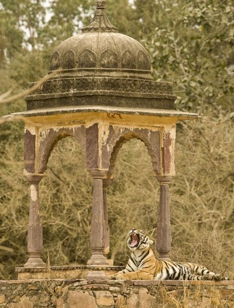 Ranthambore National Park, Amazing India, North India, Indian Architecture, A Tiger, Rajasthan India, South Asia, Incredible India, India Travel